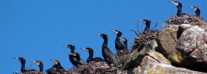Cormorants on Shieldaig Island, Scotland