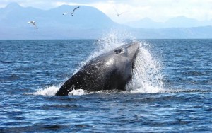 Whale-Watching-Scotland