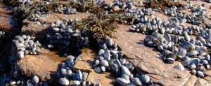 Scottish mussels, Shieldaig, Scottish highlands